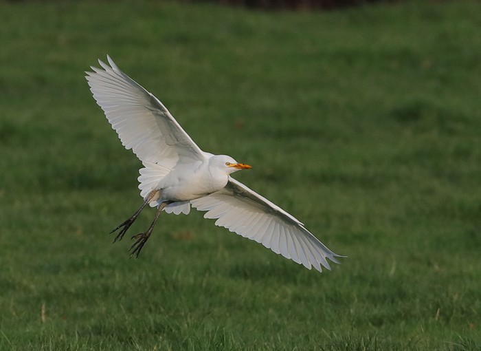 Cattle Egret