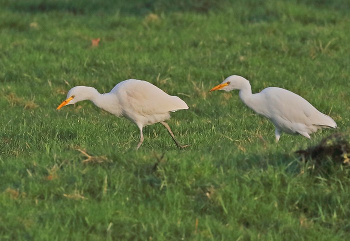 Cattle Egret