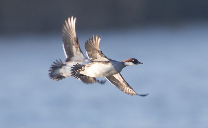 Smew