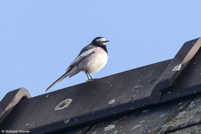 Masked Wagtail
