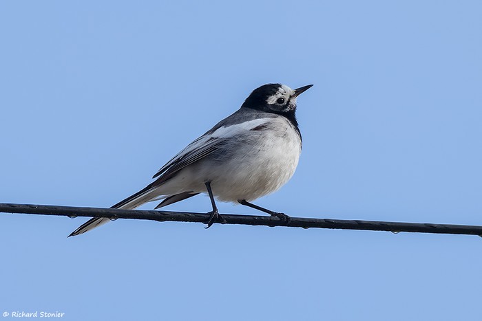 Masked Wagtail