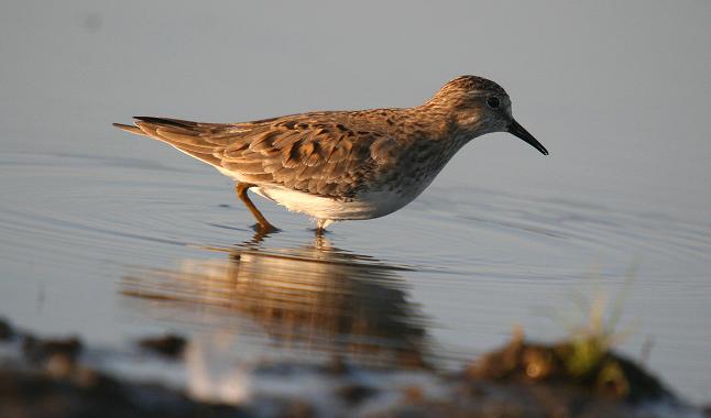Temminck's Stint