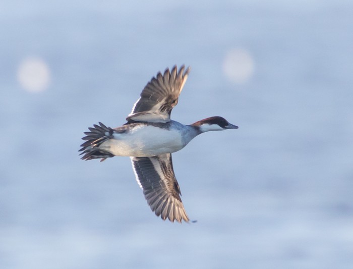 Smew
