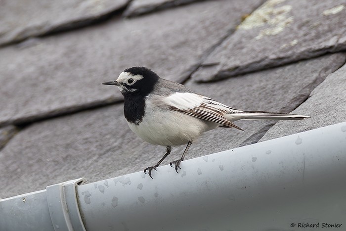 Masked Wagtail