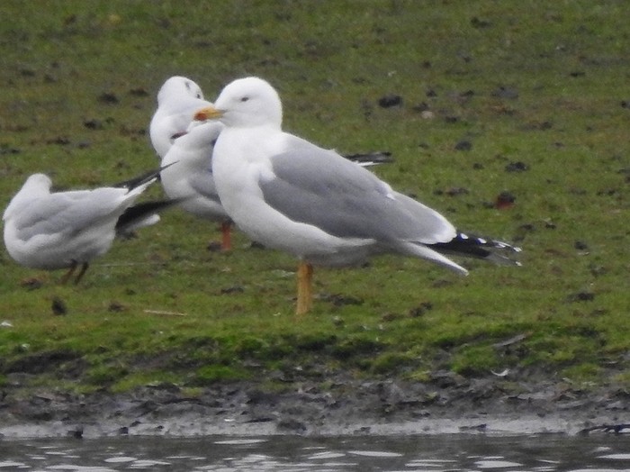 Yellow-legged Gull