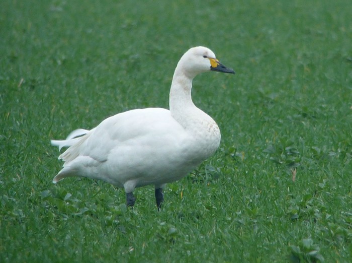 Bewick's Swan