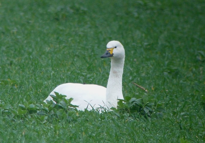 Bewick's Swan