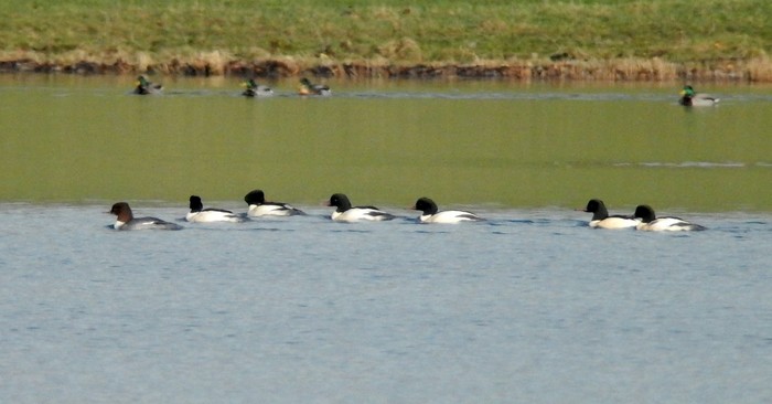 Goosander