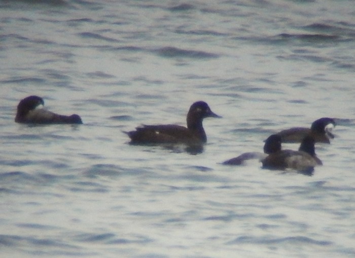Velvet Scoter