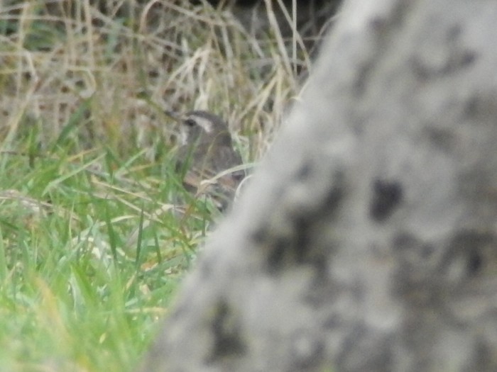 Dusky Thrush