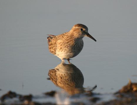 Temminck's Stint
