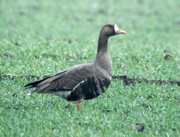 Greenland White-fronted Goose