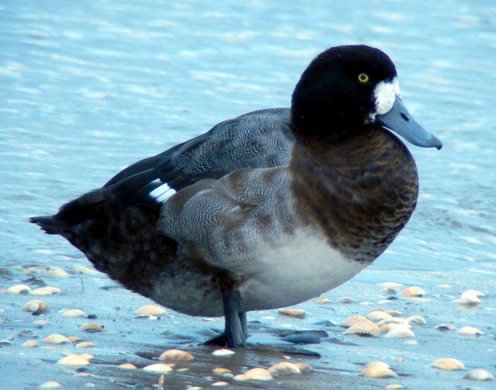 Scaup