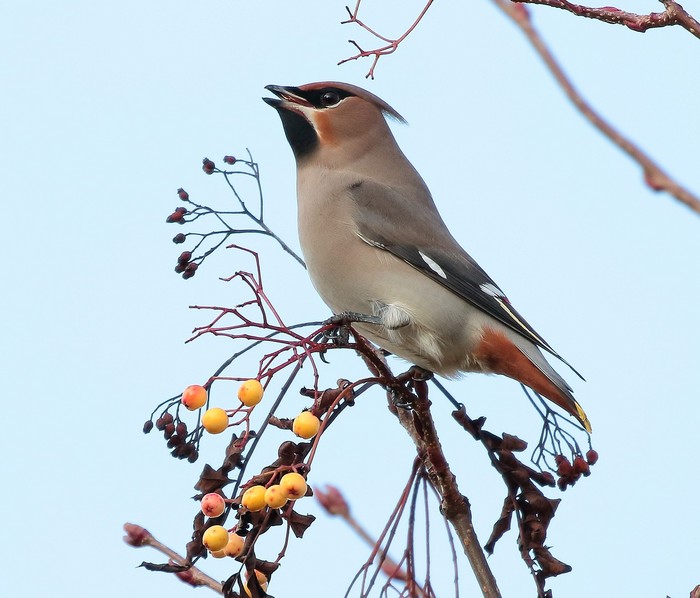 Waxwing
