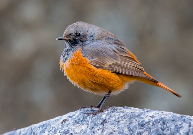 Eastern Black Redstart