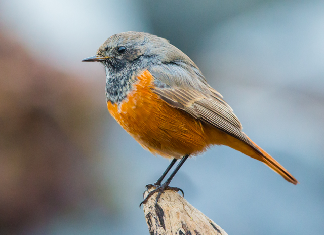 Eastern Black Redstart