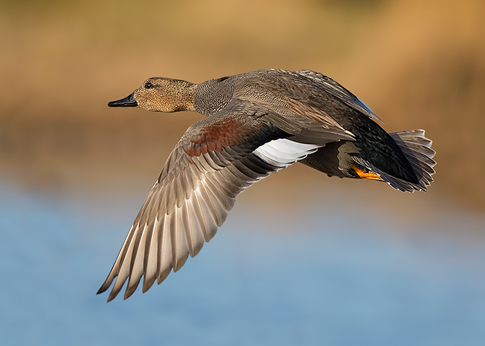 Gadwall