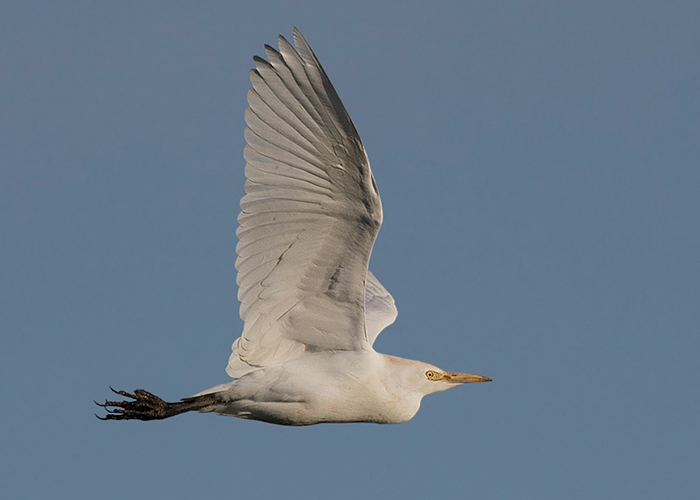 Cattle Egret