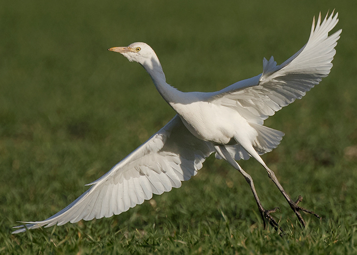 Cattle Egret