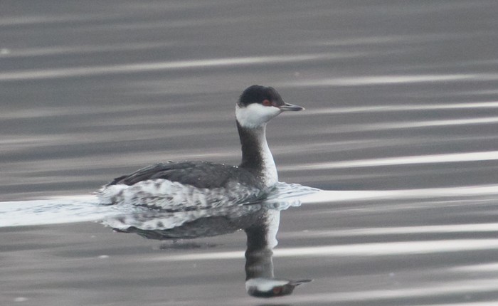 Slavonian Grebe