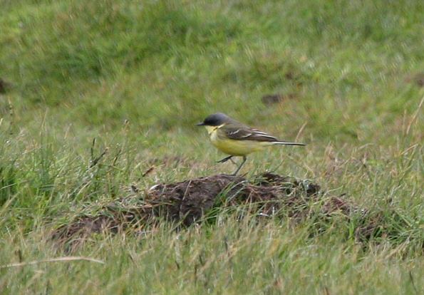 Grey-headed Wagtail