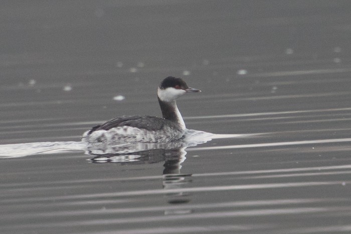 Slavonian Grebe
