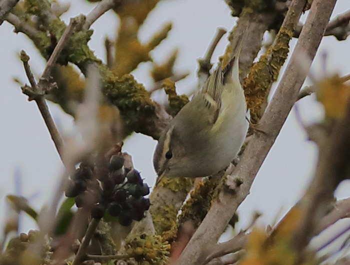 Hume's Yellow-browed Warbler