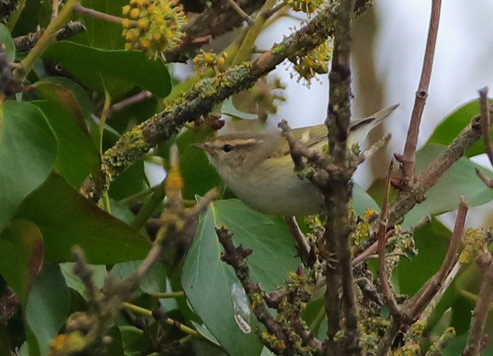Hume's Yellow-browed Warbler