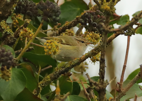 Hume's Yellow-browed Warbler