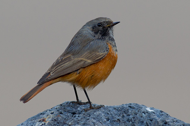 Eastern Black Redstart