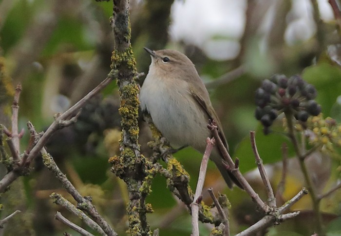 Siberian Chiffchaff