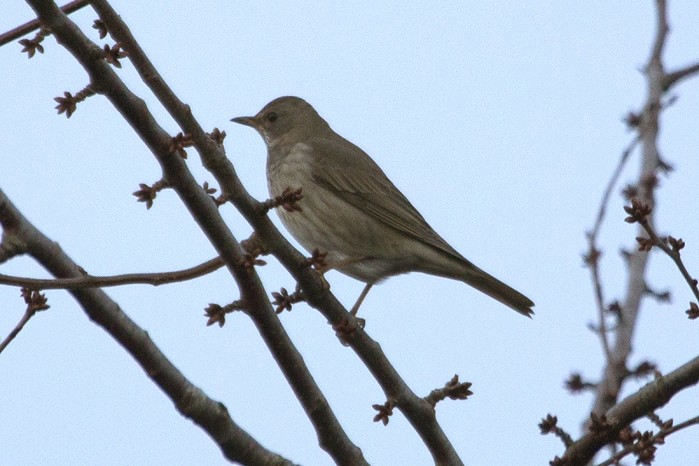 Black-throated Thrush