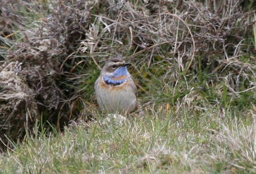 Bluethroat