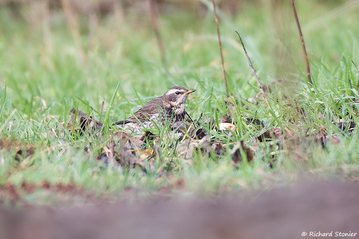 Dusky Thrush