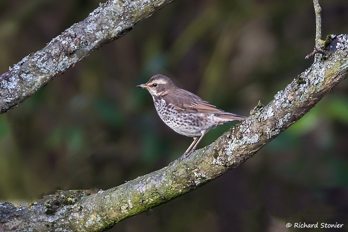 Dusky Thrush