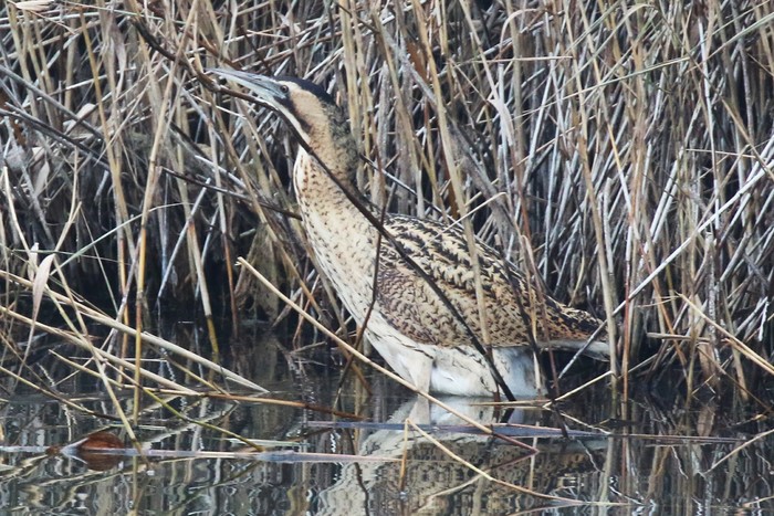 Bittern