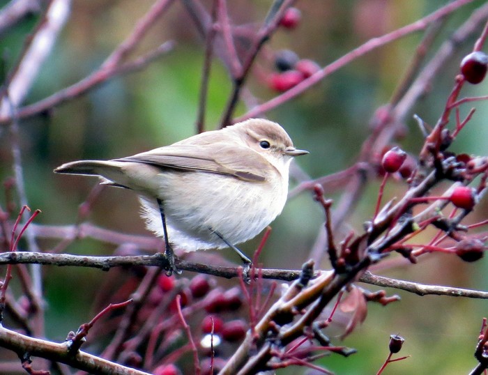 Siberian Chiffchaff