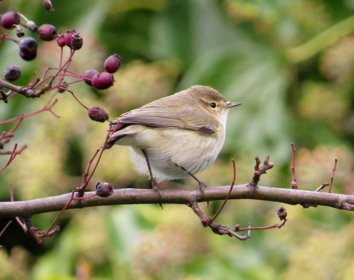 Siberian Chiffchaff