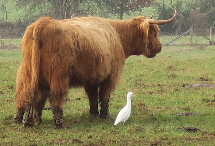 Cattle Egret