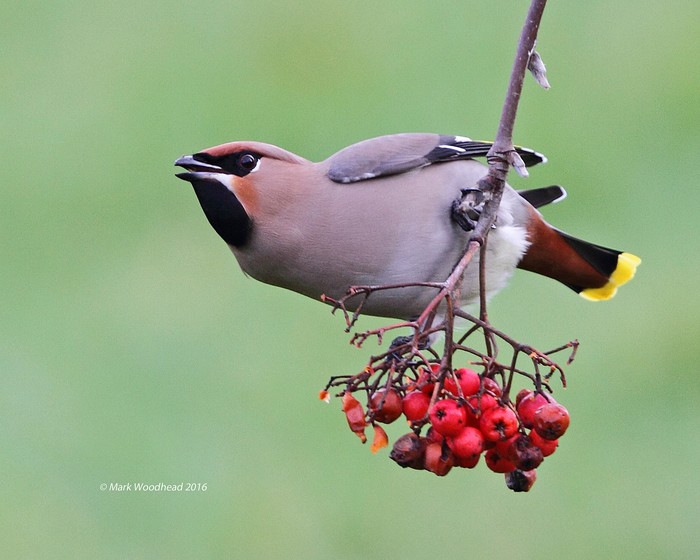 Waxwing