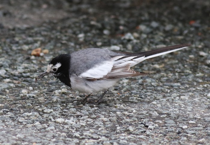 Masked Wagtail