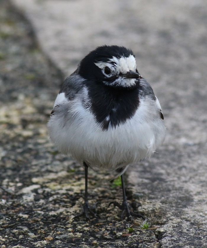 Masked Wagtail