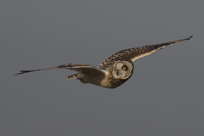 Short-eared Owl