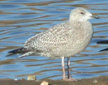 Herring Gull
