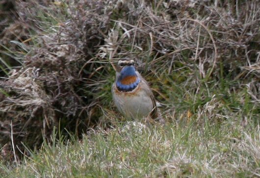 Bluethroat