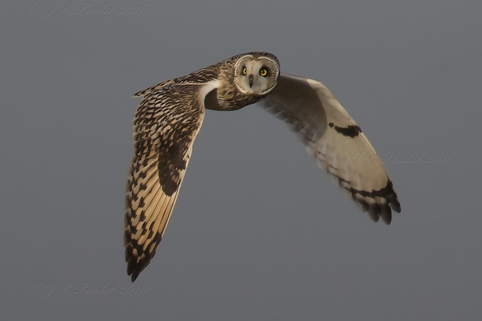 Short-eared Owl