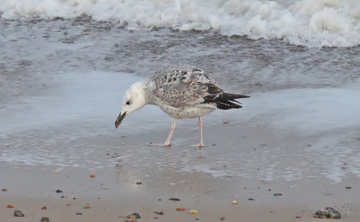 Caspian Gull