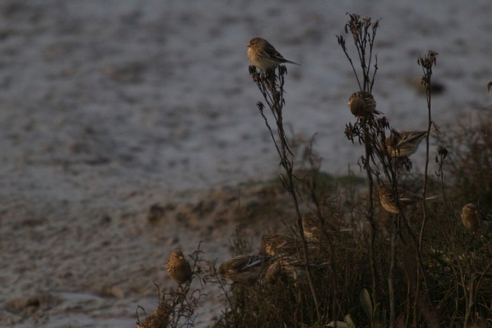 Twite