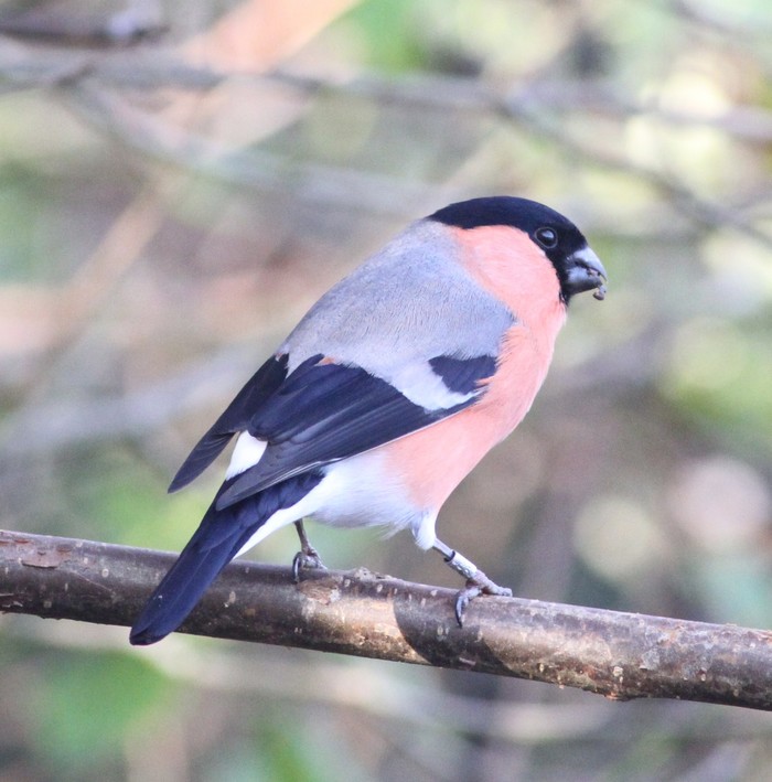 Bullfinch