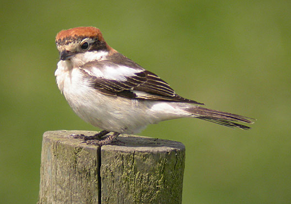 Woodchat Shrike